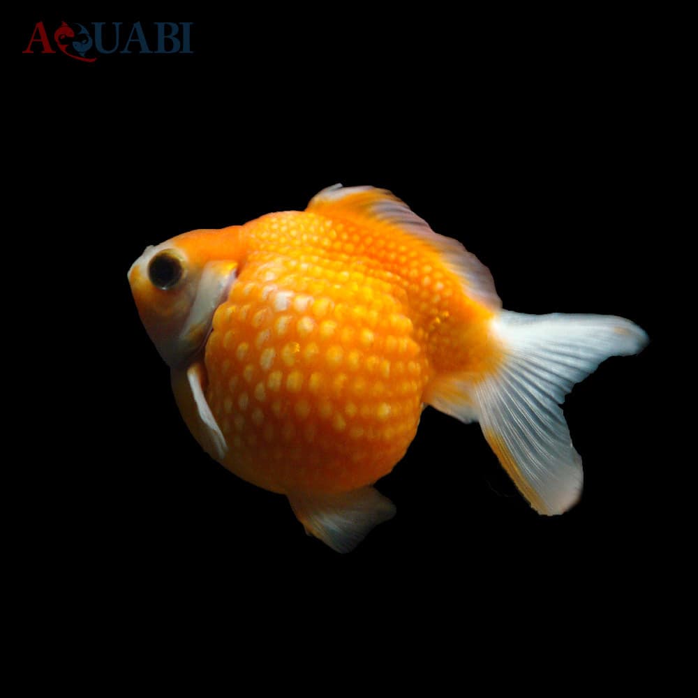 ماهی گلدفیش پرلسکال (فلس مرواریدی)
