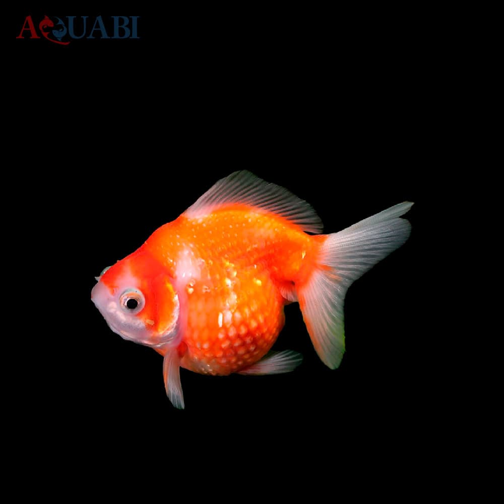 ماهی گلدفیش پرلسکال (فلس مرواریدی) — تصویر ۲