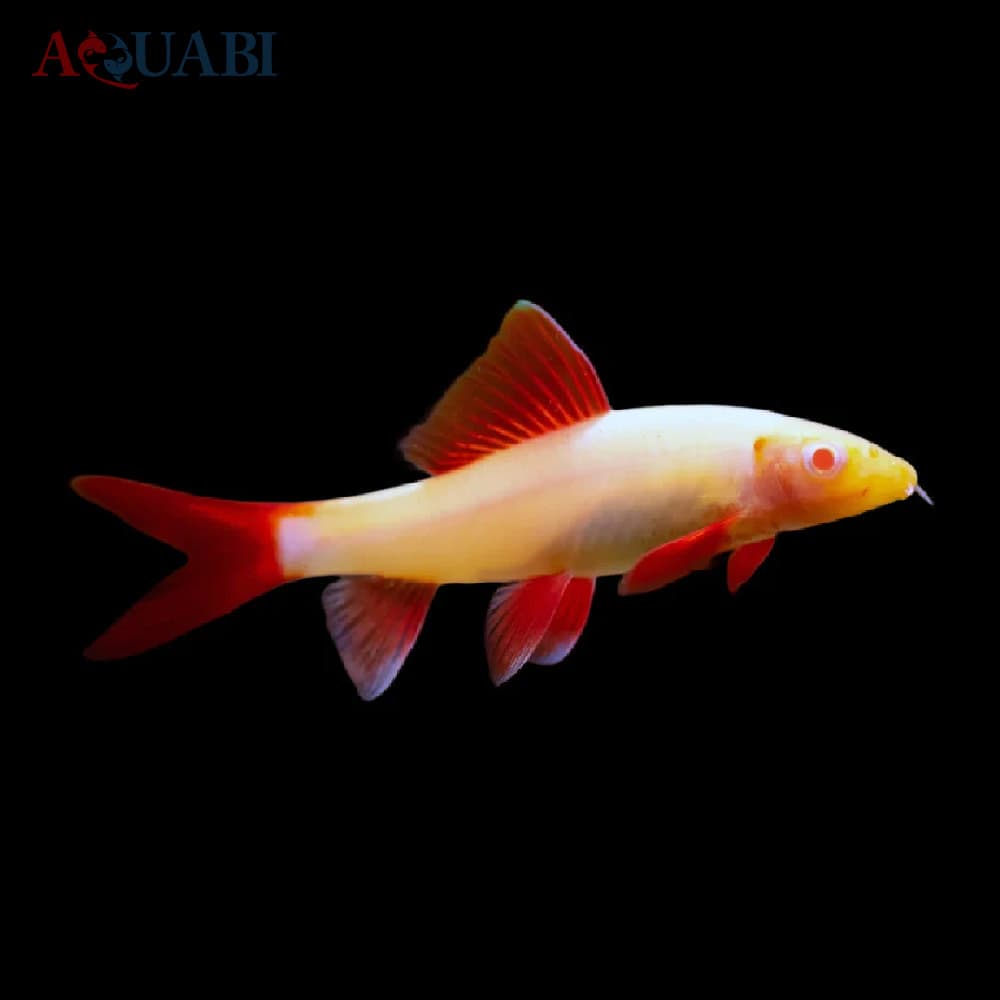 ماهی شارک کرم