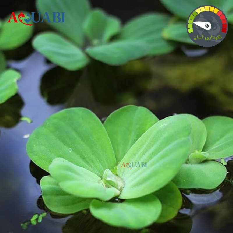 گیاه آبی کاهوی آبی