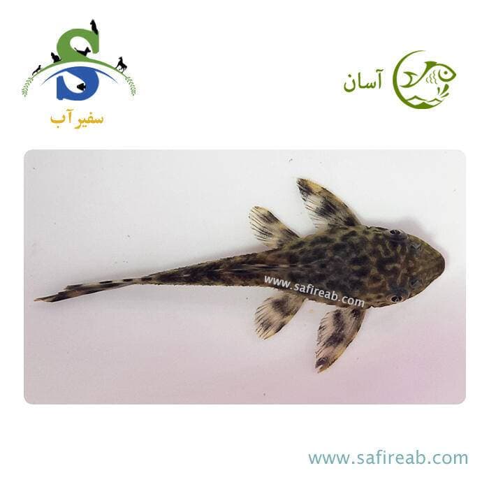 ماهی کت فیش ساده — تصویر ۲