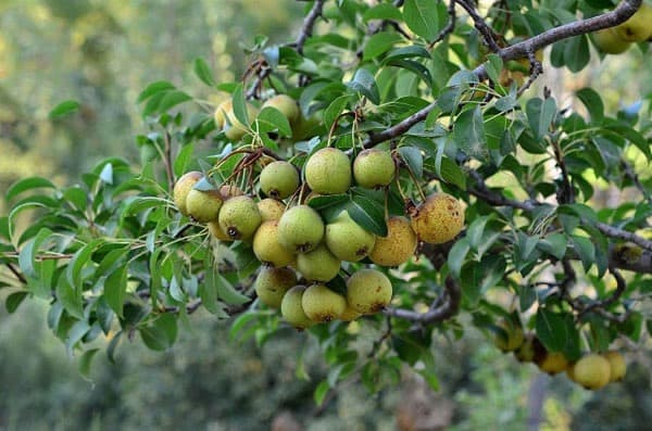 گلابی جنگلی