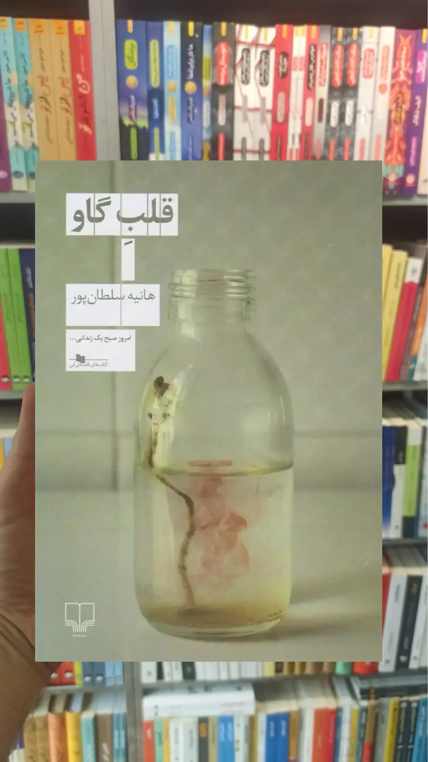 قلب گاو چشمه