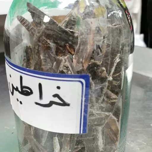 روغن خراطین اصل صد در صد طبیعی — تصویر ۲