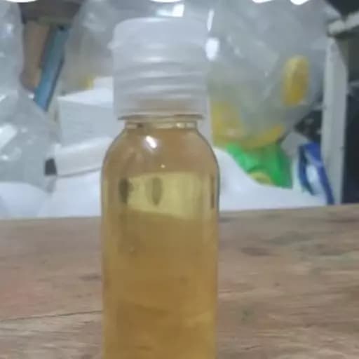 روغن بان یا مورینگا (دهن البان) — تصویر ۲