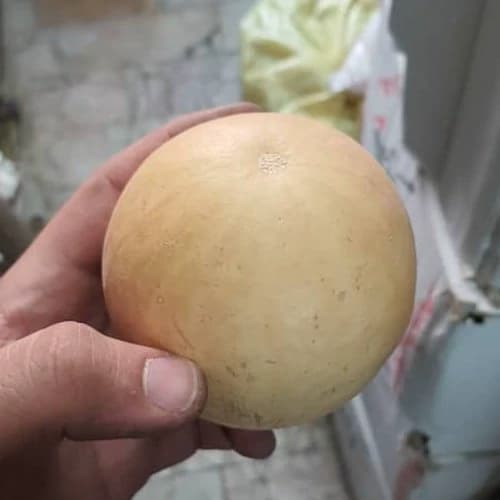 حنظل 75گرم