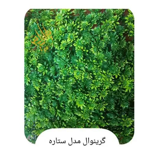 گرین وال ستاره ای