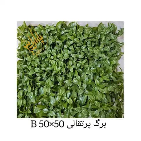 گرین وال پرتقالی — تصویر ۲