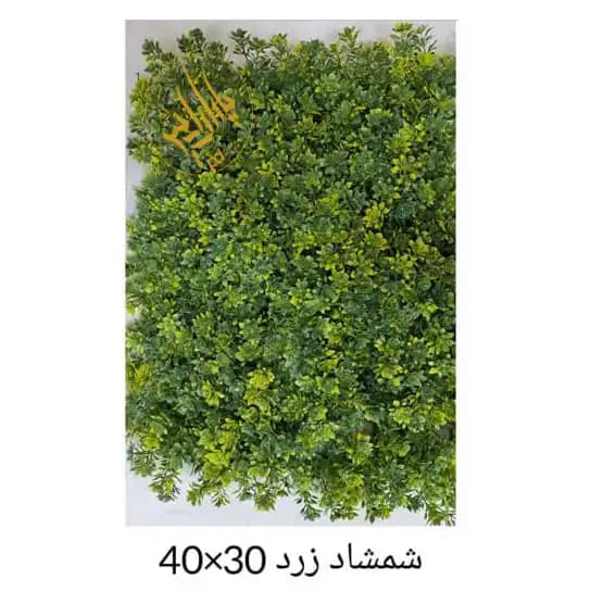 گرین وال شمشاد زرد