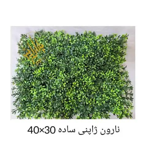 گرین وال نارون ژاپنی