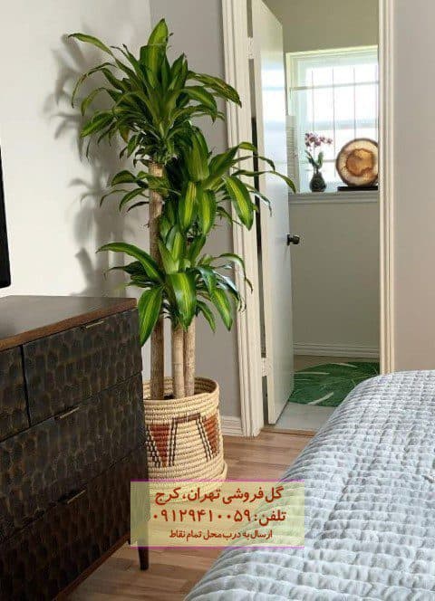 فروش دراسنا بلالی برای تزئین فضای حیاط خلوت