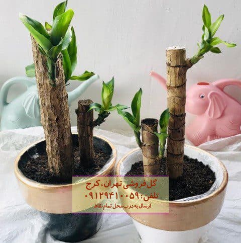 دراسنا بلالی مناسب برای دیزاین فضای ویلایی
