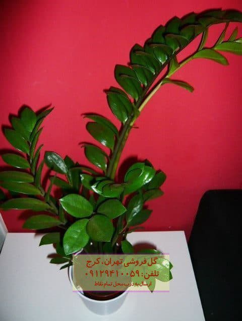 فروش زاموفیلیا برای طراحی پاسیو