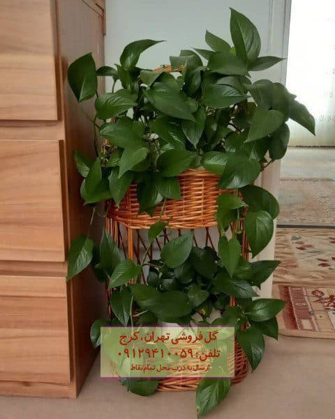 پوتوس برای طراحی پاسیوهای شیک