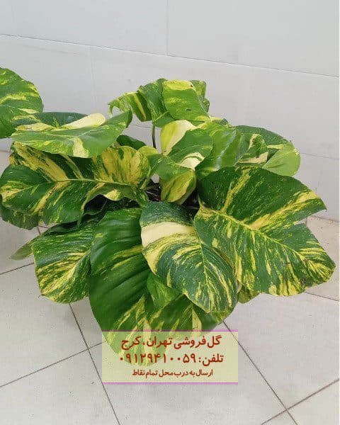 پوتوس مناسب برای دکوراسیون فضاهای تجاری کوچک