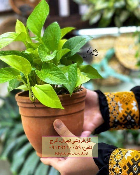 فروش پوتوس برای دکوراسیون ادارات و شرکت‌ها