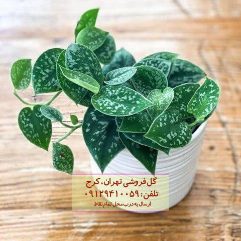 پوتوس ابلق برای طراحی دیوار سبز در آپارتمان