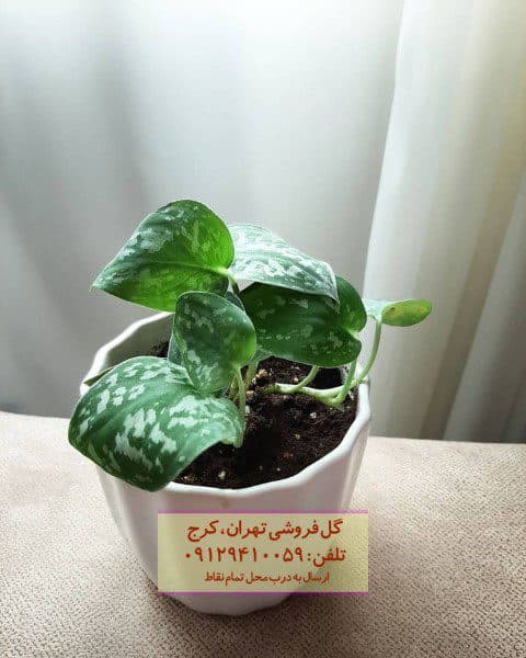 فروش پوتوس ابلق برای زیباسازی کافه‌های فضای باز