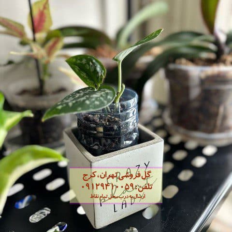 پوتوس ابلق برای چیدمان دفاتر وکالت