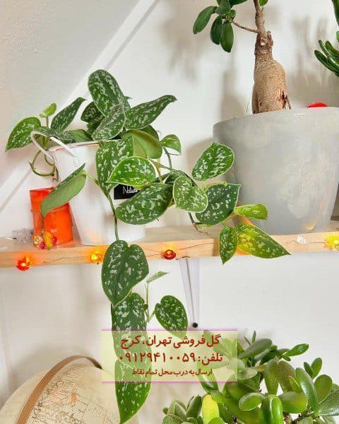 پوتوس ابلق برای زیباسازی لابی مجتمع مسکونی