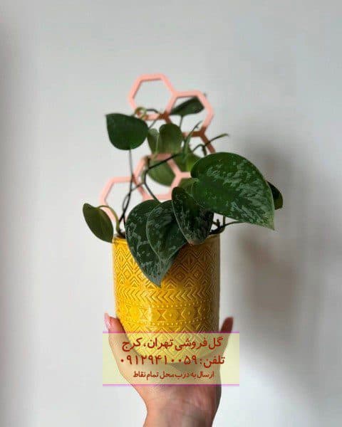 فروش پوتوس ابلق برای تزئین راهروهای آپارتمان
