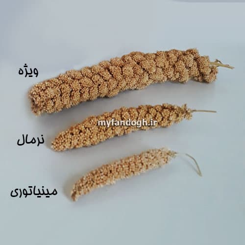 ارزن خوشه ای طوطی سانان و پرندگان مای فندق — تصویر ۳