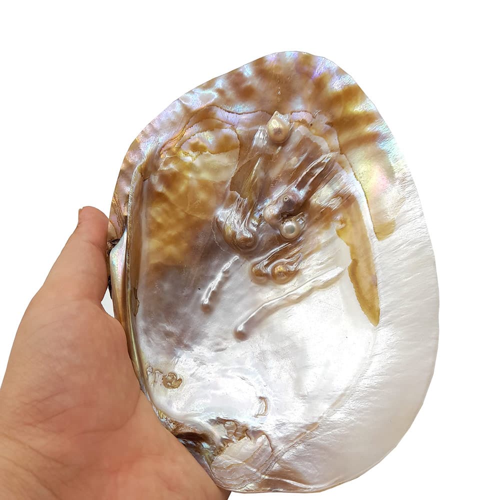 صدف مادر مروارید ساز — تصویر ۳