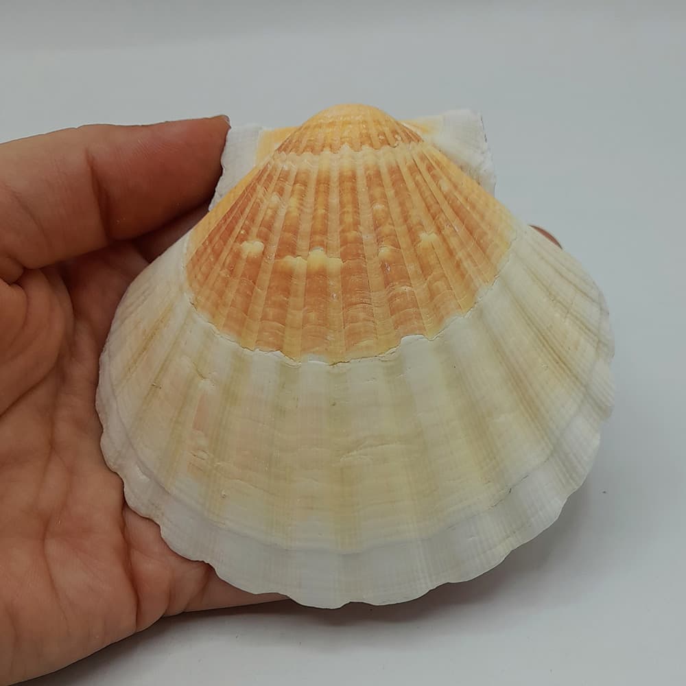 صدف کفه گود بزرگ — تصویر ۳