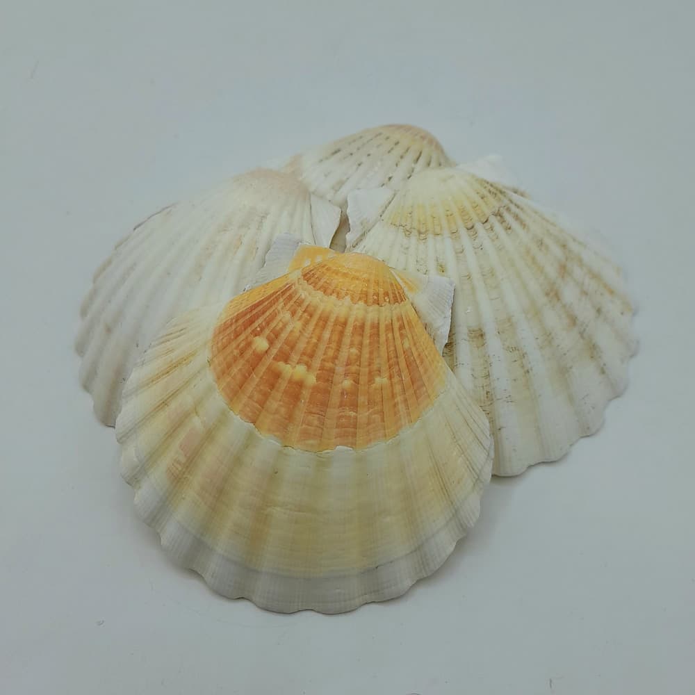 صدف کفه گود بزرگ — تصویر ۴