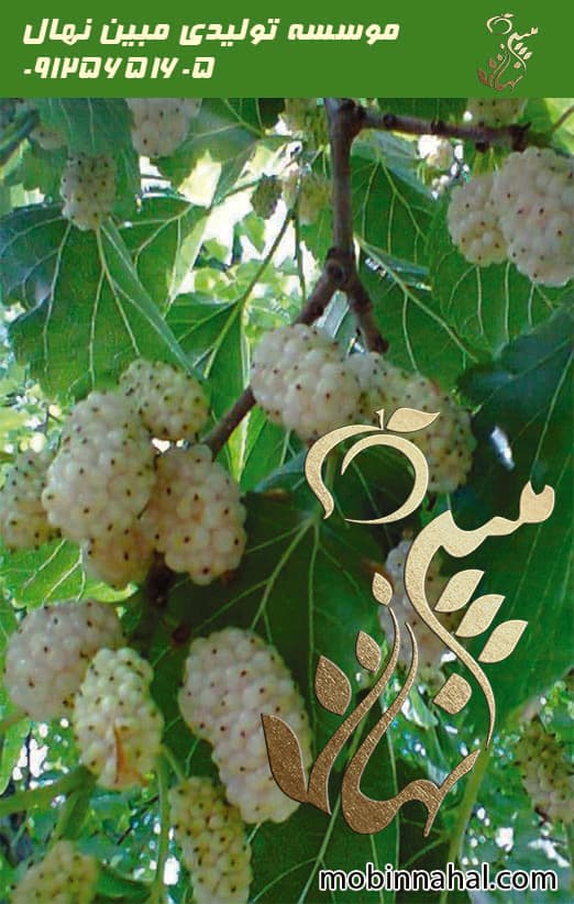 توت (هرات، سیاه، شاه توت)