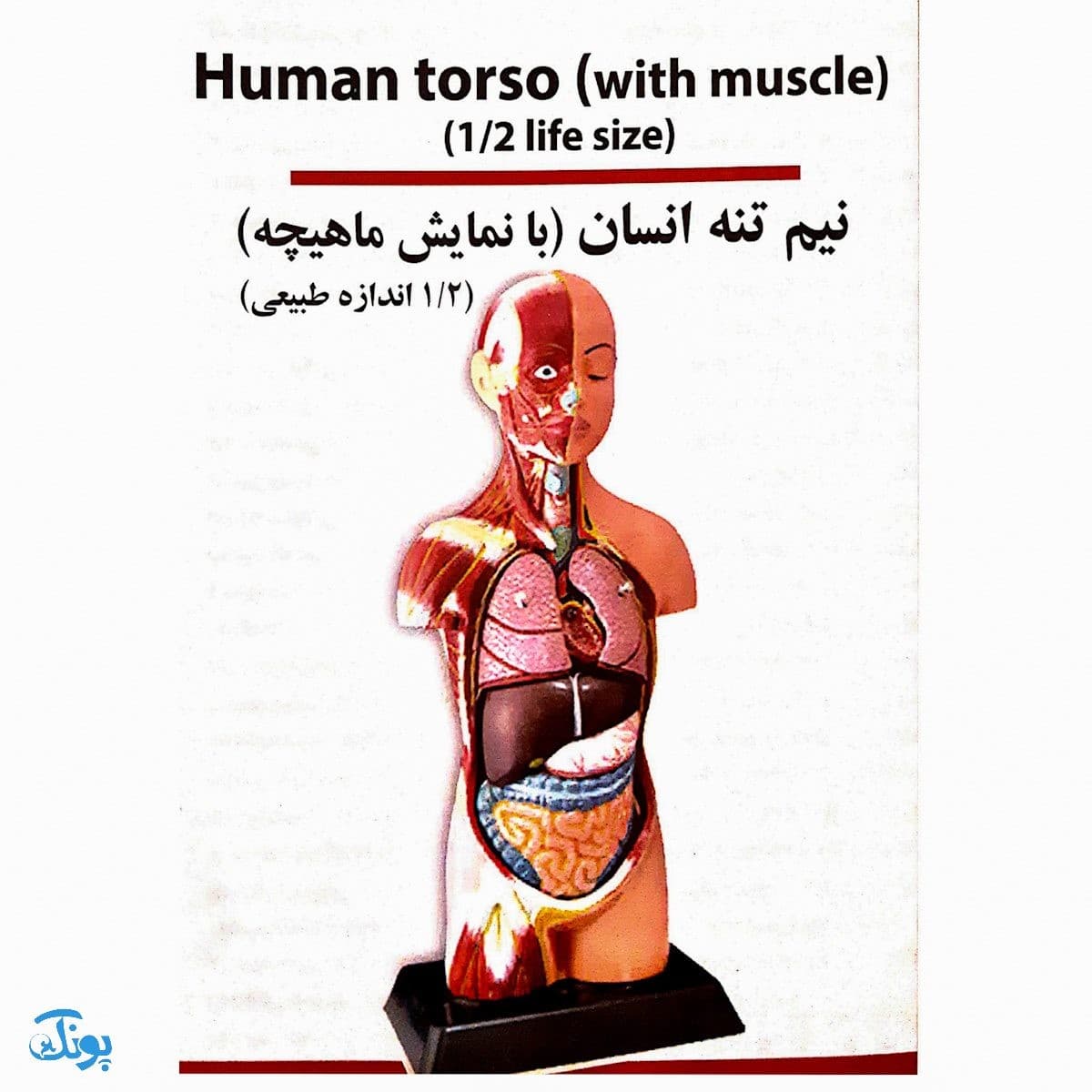 مولاژ نیم تنه انسان (با نمایش ماهیچه‌ها ۱/۲ اندازه طبیعی) — تصویر ۳