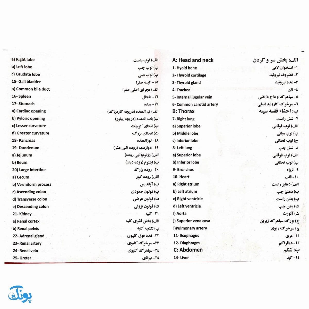 مولاژ نیم تنه انسان (با نمایش ماهیچه‌ها ۱/۲ اندازه طبیعی) — تصویر ۵