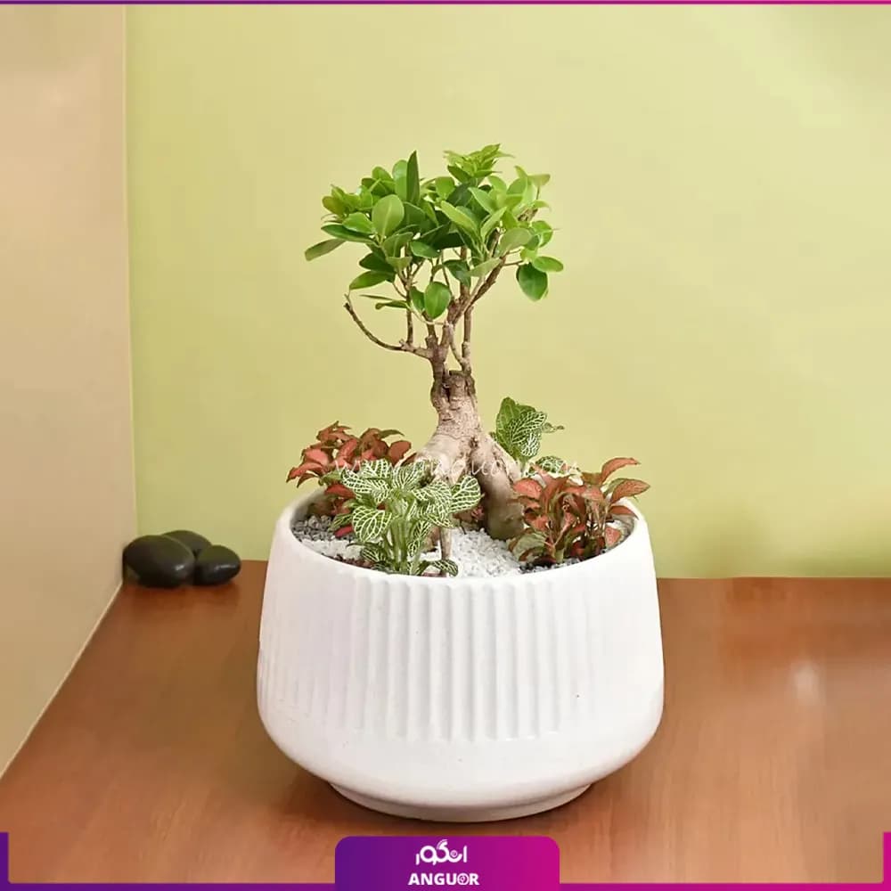 بونسای بنجامین با گلدان سرامیکی
