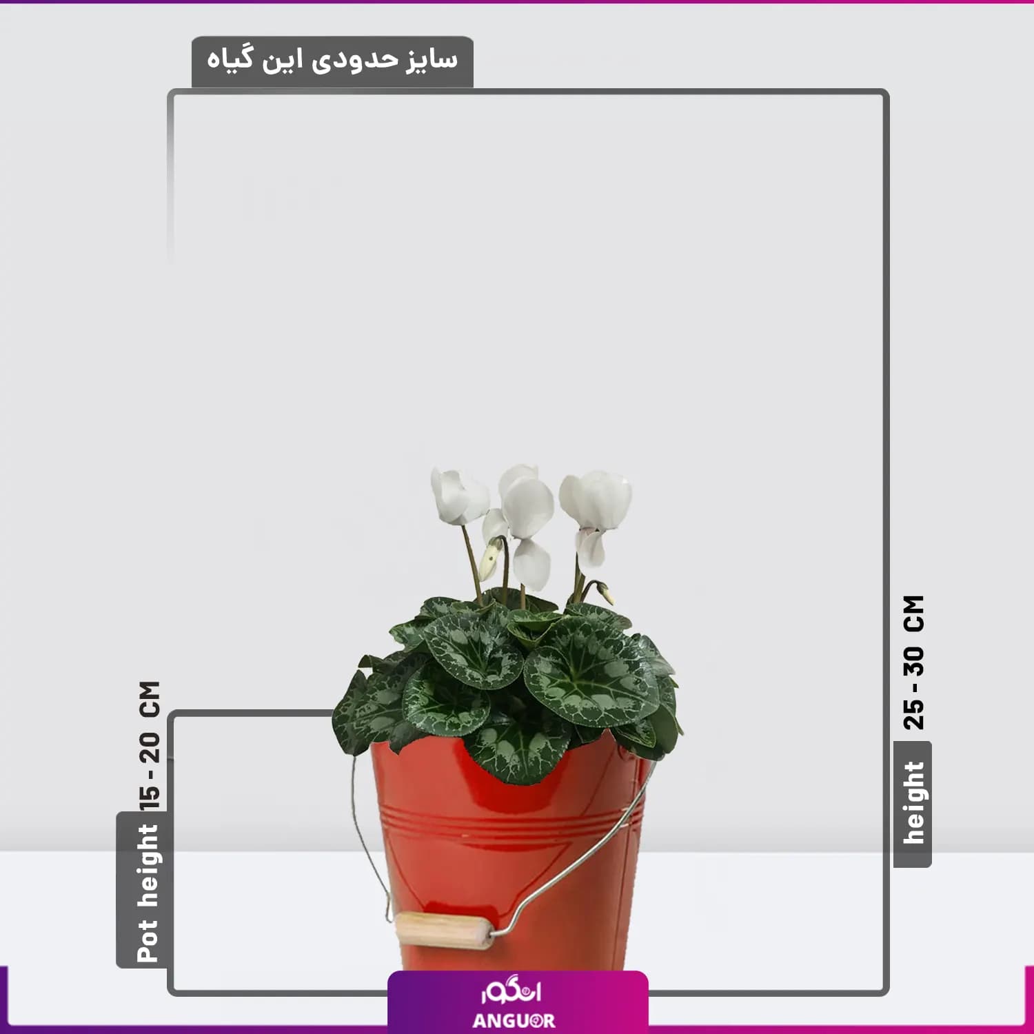 گلدان سیکلامن سفید(سایز بزرگ) — تصویر ۲