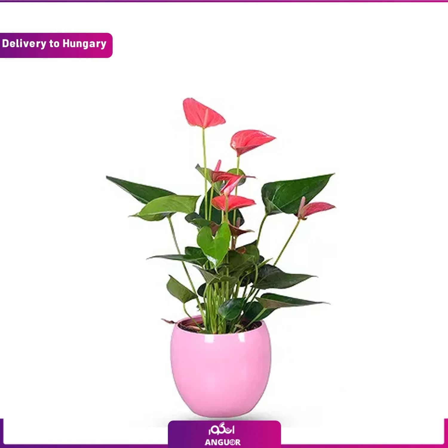 گل آنتوریوم (تحویل در مجارستان)