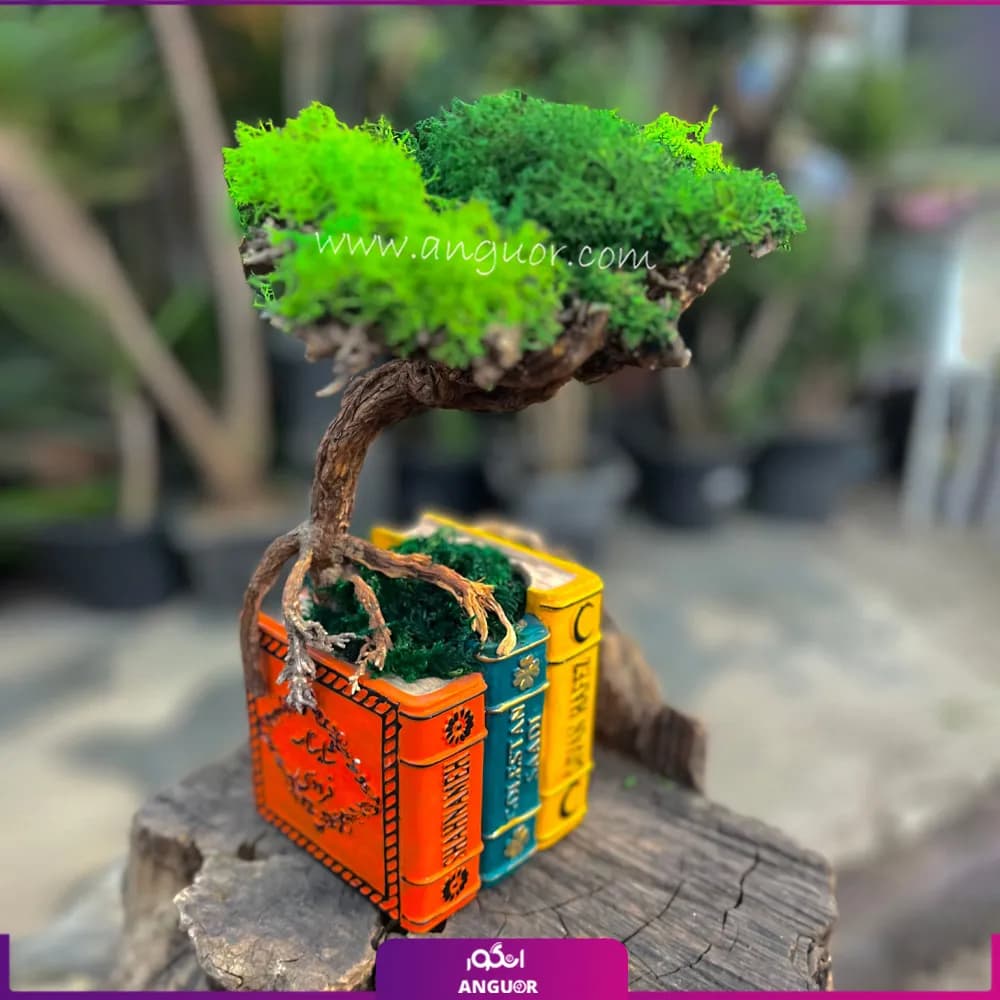 درختچه جاودان طبیعی (مدل کتابی )