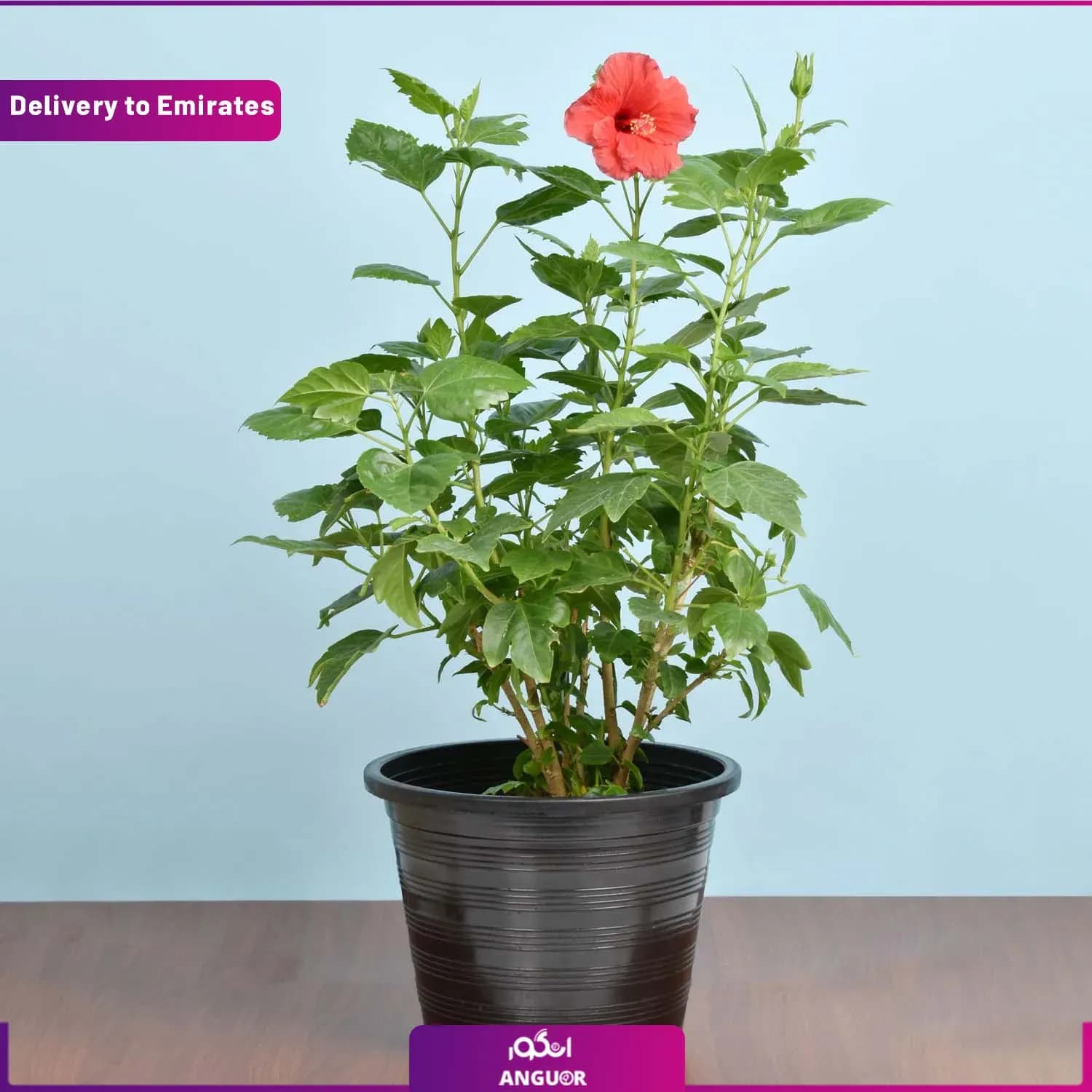 گیاه هیبیسکوس گلدار (دبی و امارات)