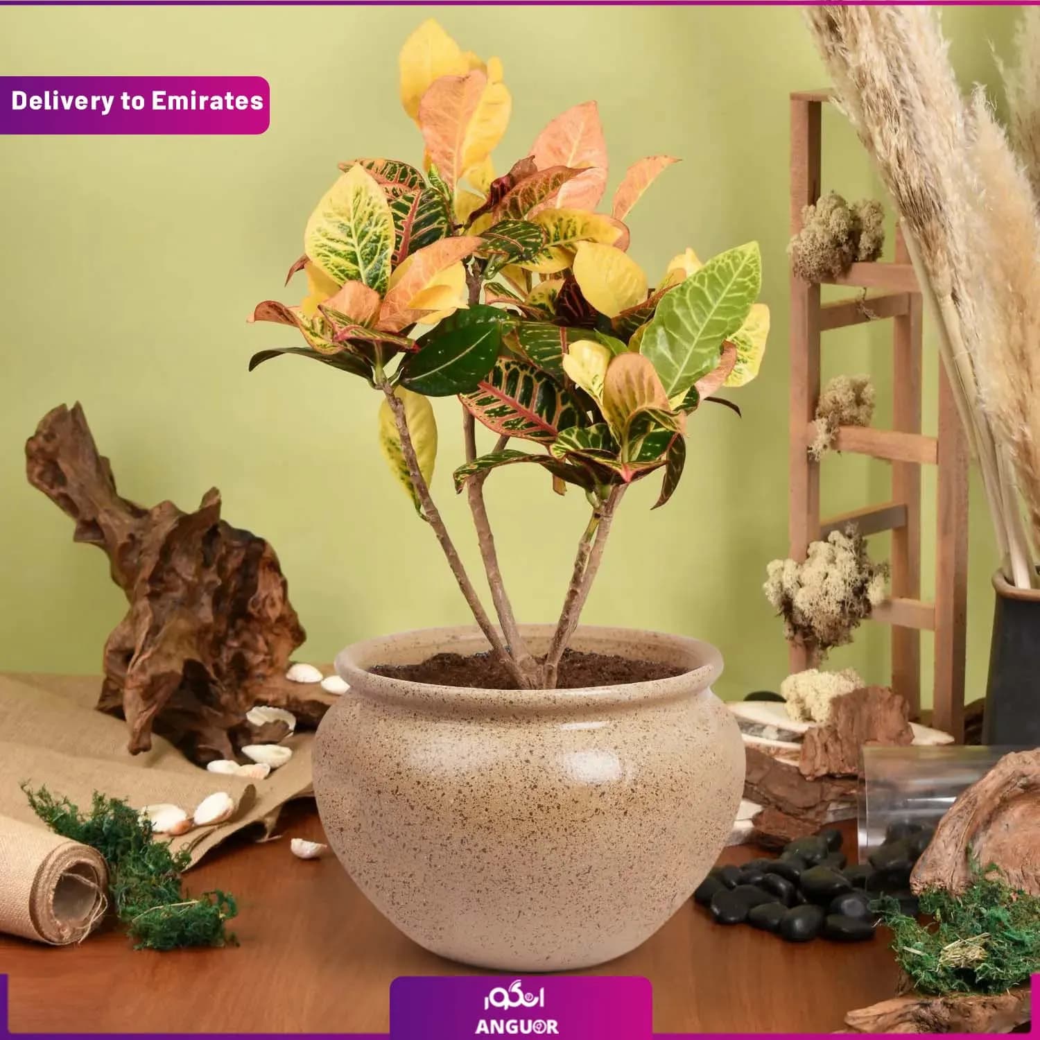 گل کروتون (دبی و امارات)