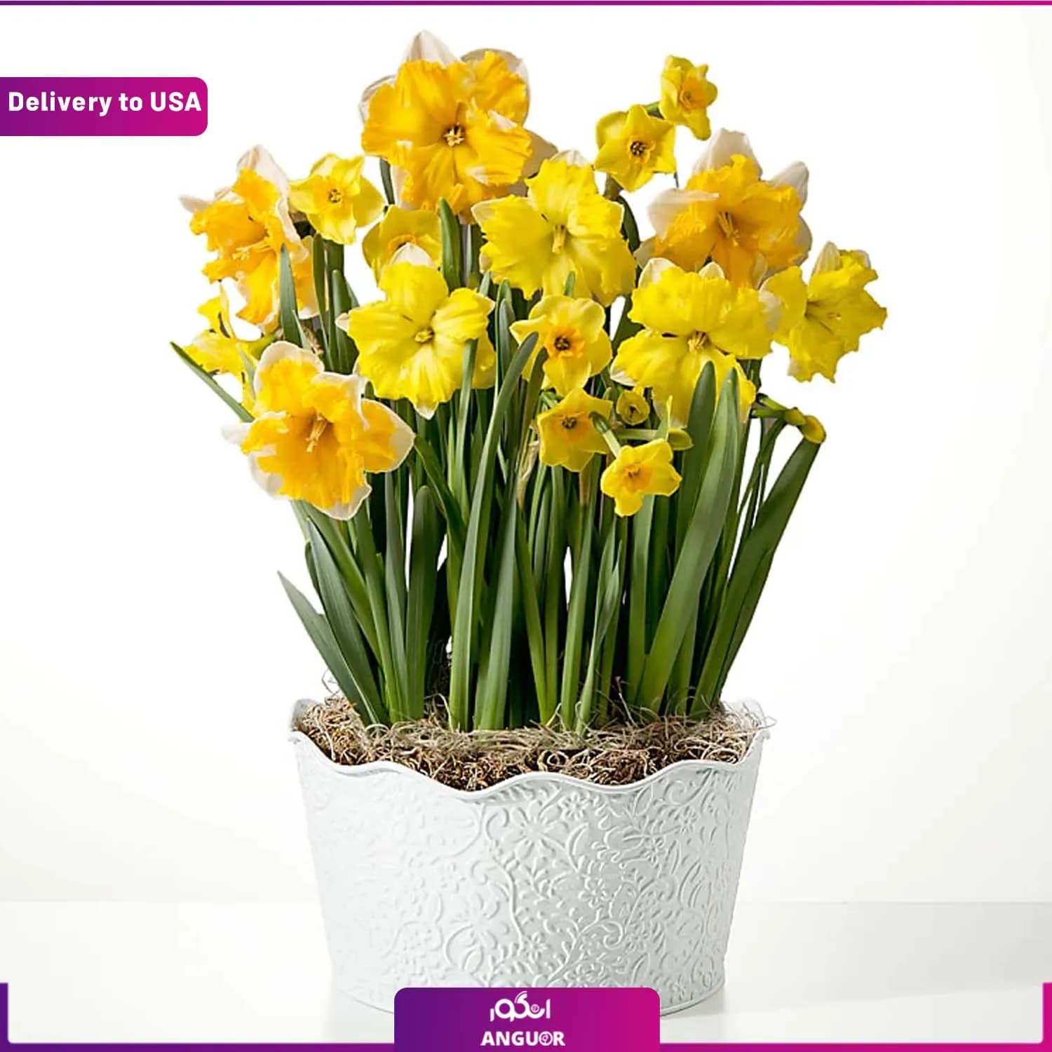 (Delivery to USA) Golden Daffodil