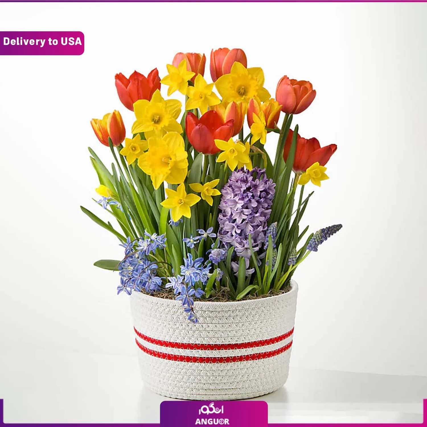 (Delivery to USA) Spring Bulb Garden