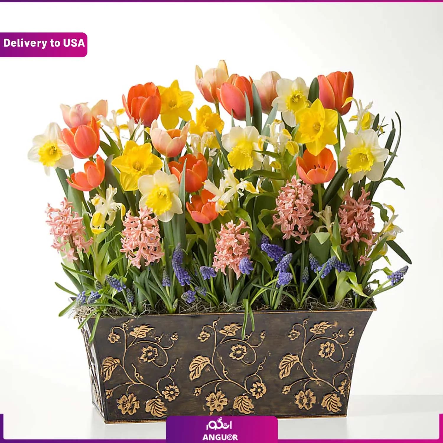 (Delivery to USA) Sunshine Bulb Garden
