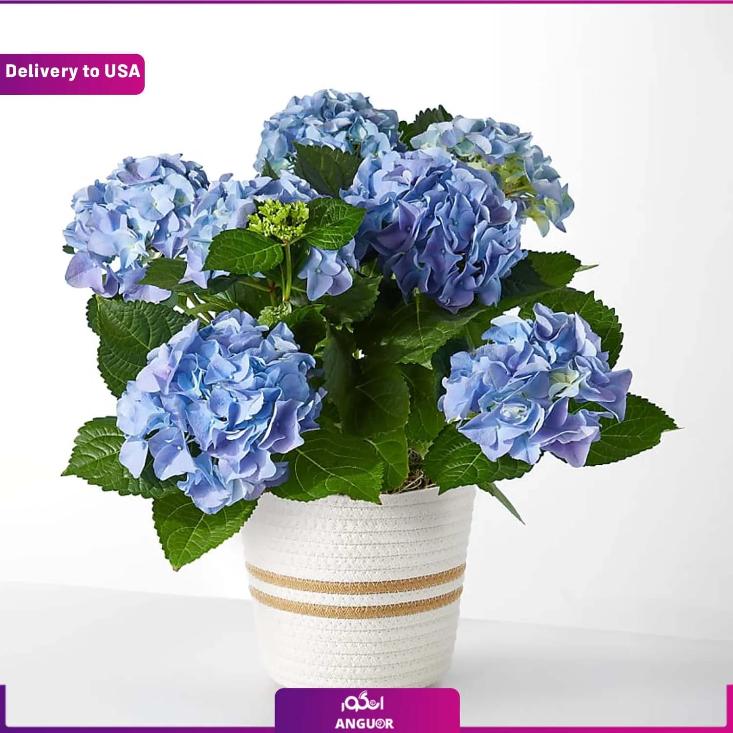 (Delivery to USA) Blue Hydrangea