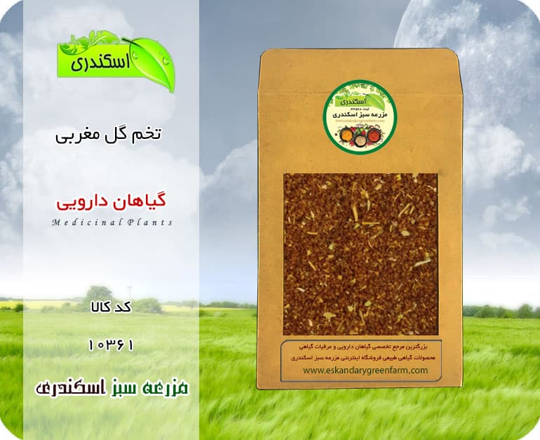تخم گل مغربی