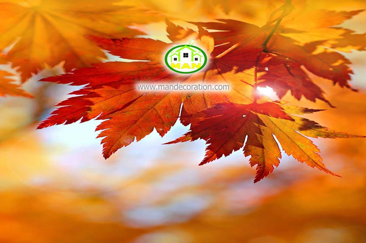 آسمان مجازی برگ پاییزی کد 3005