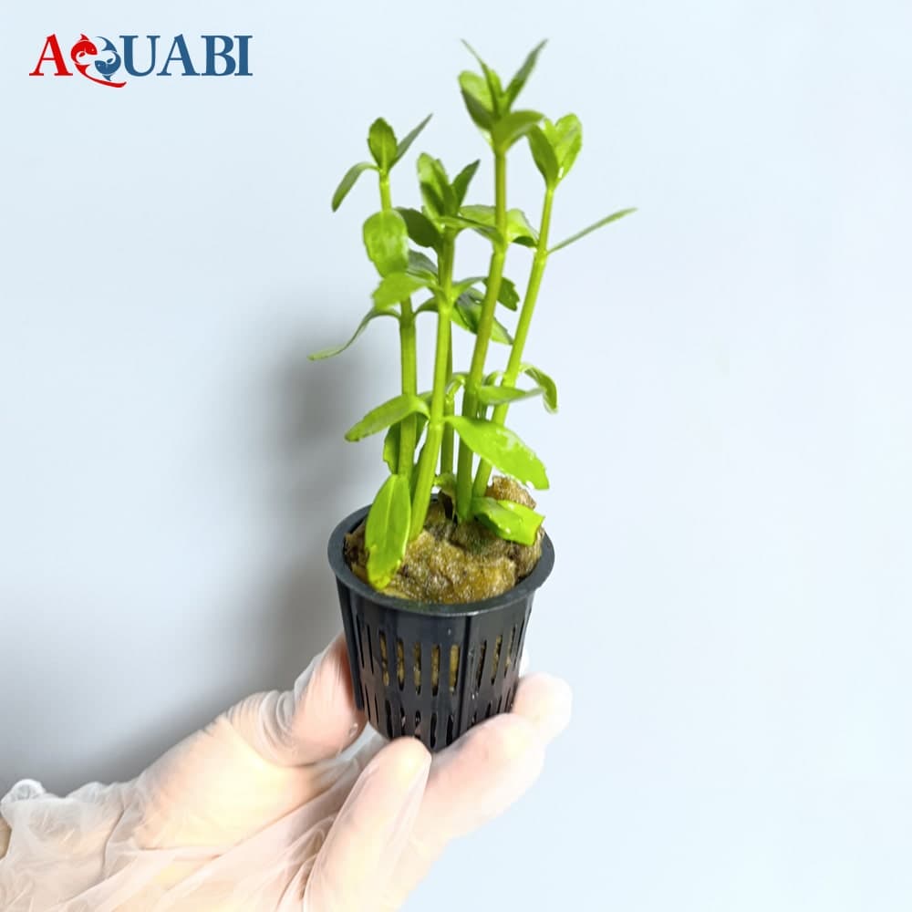 گیـاه آکواریوم باکوپا درشت (خرفه ای)