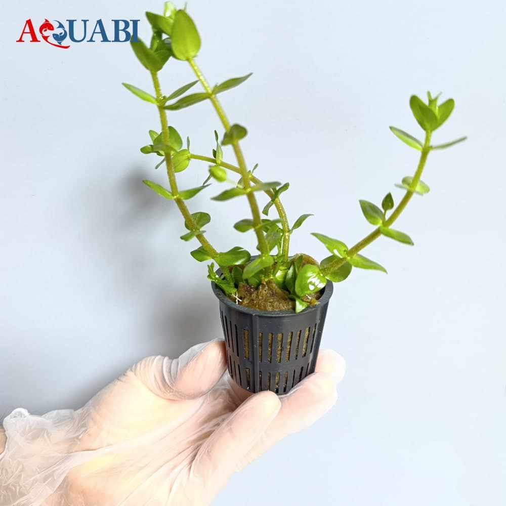 گیـاه آکواریوم باکوپا متوسط