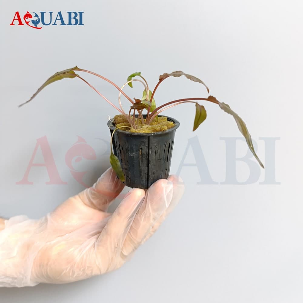 گیـاه آکواریوم کریپتوکورین وینتی برآون — تصویر ۲