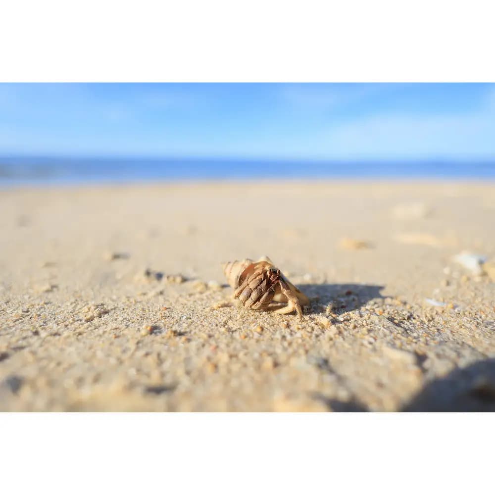 لنز کانن Canon RF 16mm f/2.8 STM — تصویر ۴