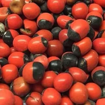 چشم خروس(عین العفریت) 50گرم — تصویر ۲