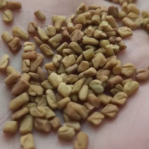 تخم هلبه (بذر شنبلیله) 38 گرمی اعلا — تصویر ۲